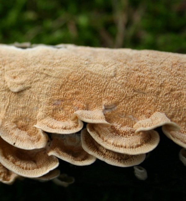 Byssomerulius corium? (Byssomerulius corium)